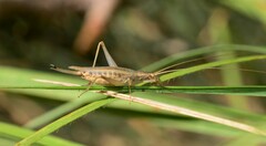 Oecanthus pellucens pellucens