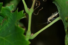 Oecanthus dulcisonans
