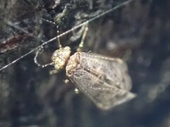 Amphipsocidae