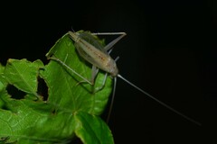 Oecanthus dulcisonans