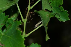 Oecanthus dulcisonans