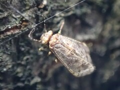 Amphipsocidae