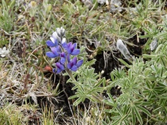 Lupinus pubescens