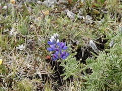 Lupinus pubescens