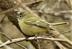 Phylloscartes ventralis