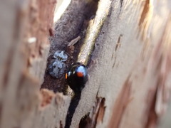 Chilocorus stigma