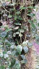 Peperomia rotundilimba