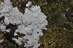 Physcia caesia