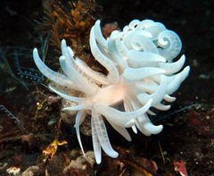 Phyllodesmium iriomotense