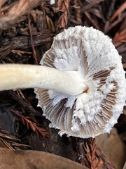 Stropharia ambigua