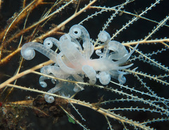 Phyllodesmium iriomotense