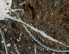 Phyllodesmium iriomotense