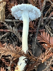 Stropharia ambigua