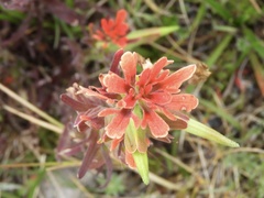 Castilleja fissifolia
