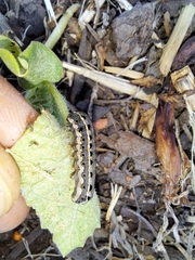 Spodoptera litura