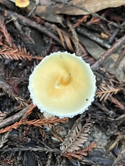 Stropharia ambigua