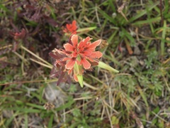 Castilleja fissifolia