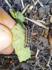 Spodoptera litura
