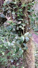 Peperomia rotundilimba