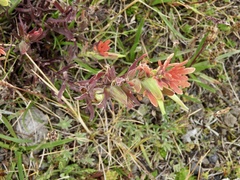 Castilleja fissifolia