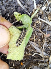 Spodoptera litura