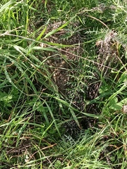 Lepus granatensis