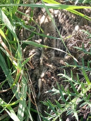 Lepus granatensis