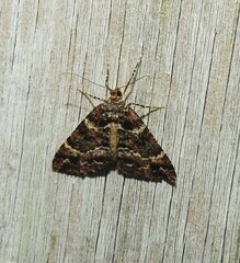 Pseudocoremia productata