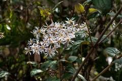 Munnozia jussieui