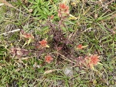 Castilleja fissifolia