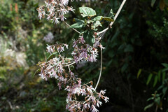 Munnozia jussieui