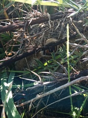 Lepus granatensis