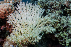 Acropora