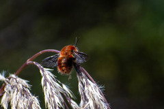 Bombus rubicundus