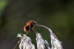 Bombus rubicundus