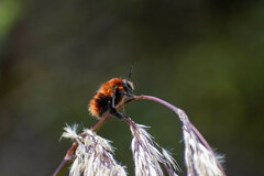 Bombus rubicundus