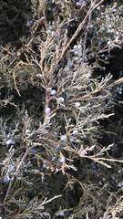 Juniperus scopulorum
