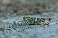 Oedaleus decorus