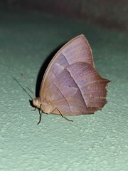 Taygetis rufomarginata