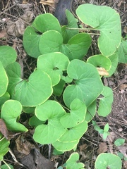 Asarum canadense reflexum