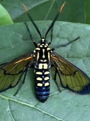 Isanthrene incendiaria