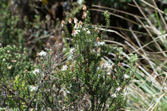 Diplostephium spinulosum