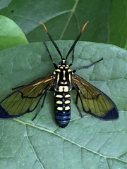Isanthrene incendiaria