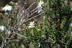 Diplostephium spinulosum