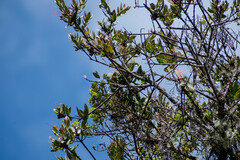 Tristerix longibracteatus