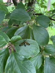 Isanthrene incendiaria