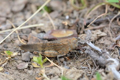 Oedipoda coerulea
