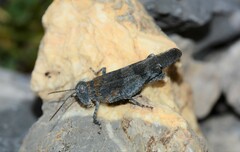 Oedipoda coerulea
