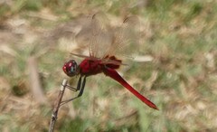Urothemis
