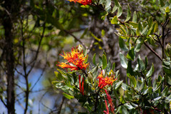 Tristerix longibracteatus